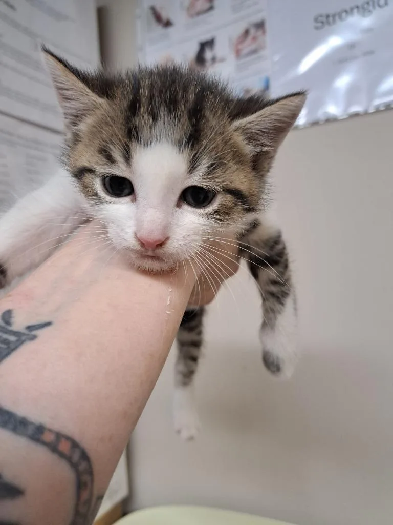 A baby medium-sized male Domestic Short Hair cat named Alen for adoption in Fayetteville, TN