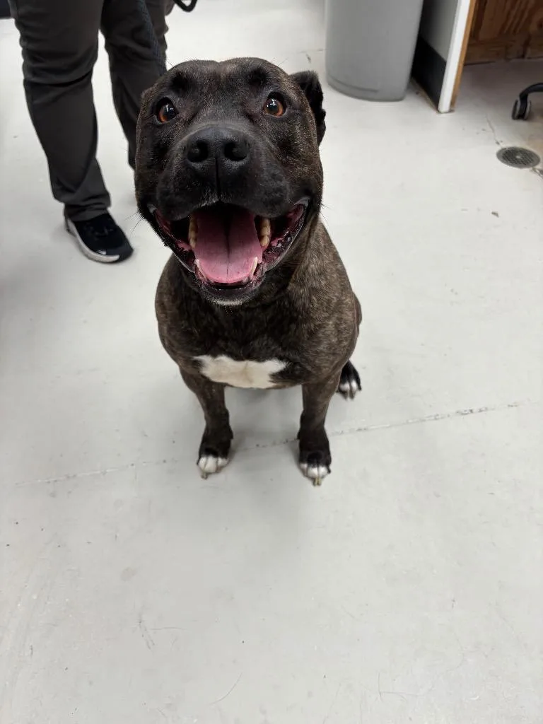 An adult medium-sized male Pit Bull Terrier dog named Winston for adoption in Findlay, OH
