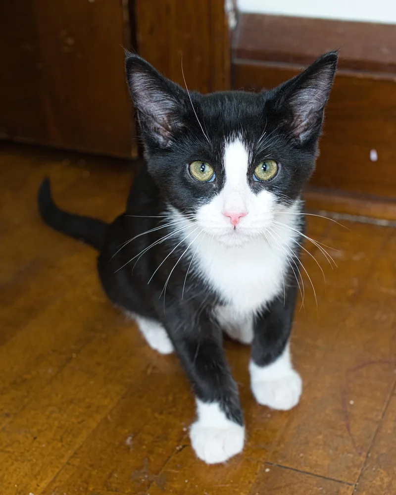 A baby small-sized male Black & White / Tuxedo Domestic Short Hair cat named Rye for adoption in Milwaukee, WI