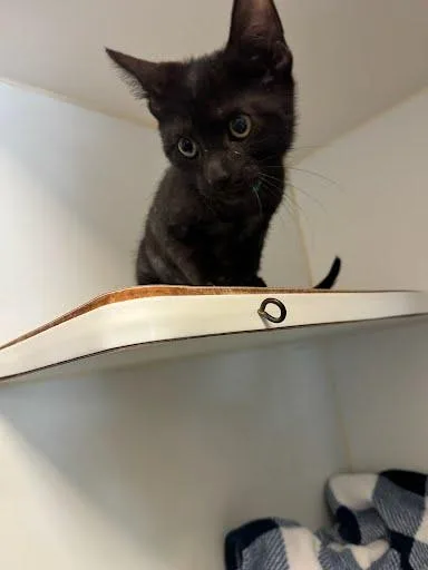 A baby small-sized female Black Domestic Short Hair cat named Juniper for adoption in Oakland, CA