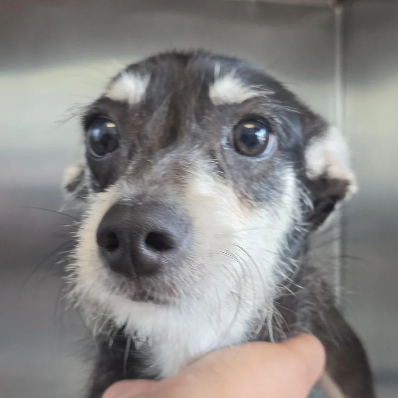 An adult small-sized male Black Mixed Breed dog named Bruce for adoption in Leander, TX