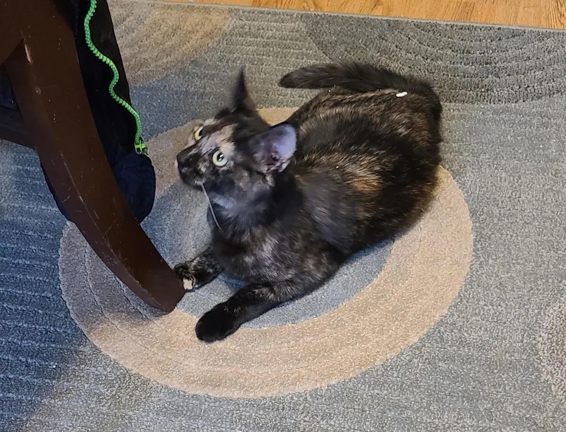 Felicity thumbnail 2