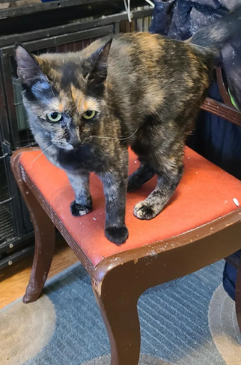 Felicity thumbnail 3