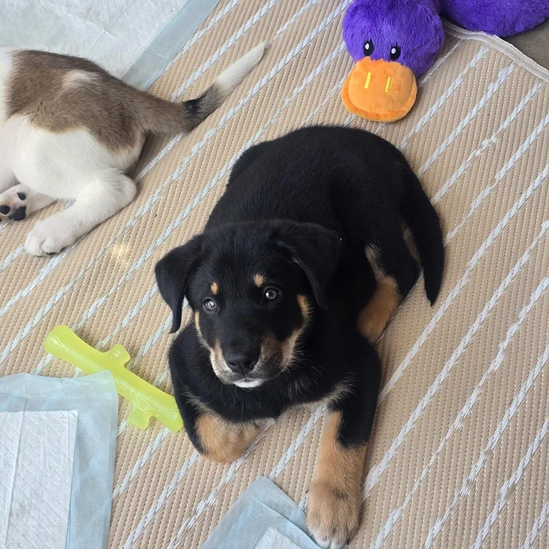 Rubble And Dax