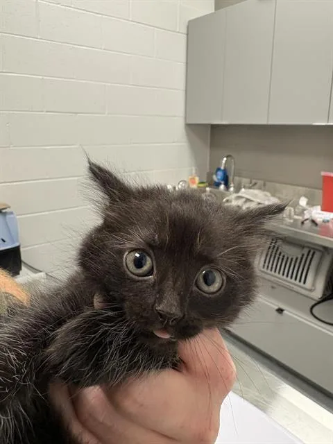A baby small-sized female Domestic Medium Hair cat named Crow for adoption in Indianapolis, IN