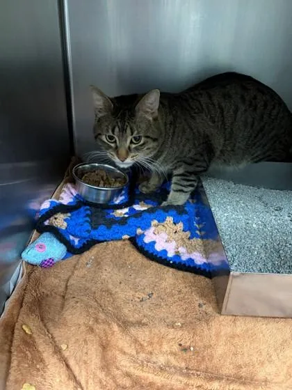 An adult large-sized male Domestic Short Hair cat named Waylon for adoption in Baraboo, WI