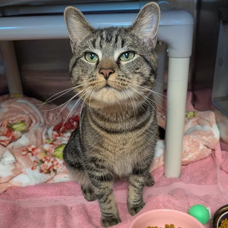 An adult large-sized male Brown / Chocolate Domestic Short Hair cat named Tuna See My Video for adoption in Springfield, MA