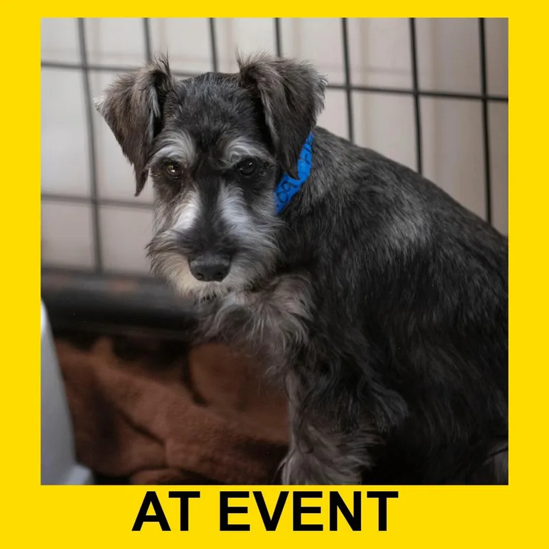 A baby small-sized male Black Miniature Schnauzer dog named Finn for adoption in Peyton, CO