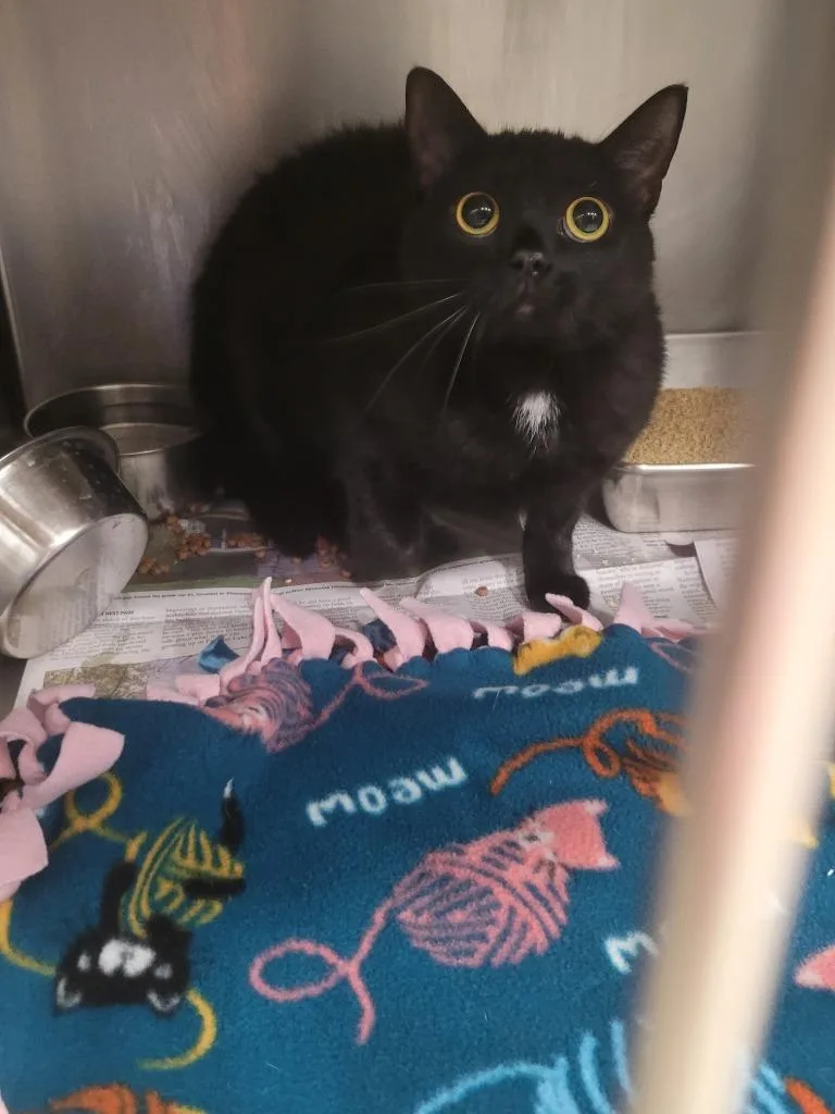 A baby small-sized female Domestic Short Hair cat named Hazel for adoption in Angola, IN