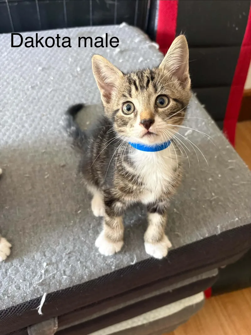 A baby medium-sized female Domestic Short Hair cat named Dakota for adoption in Westfield, MA