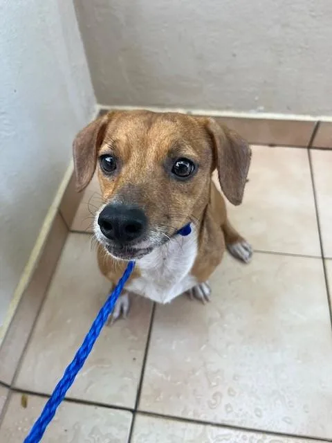 An adult small-sized male Parson Russell Terrier dog named Sammy for adoption in Miami, FL