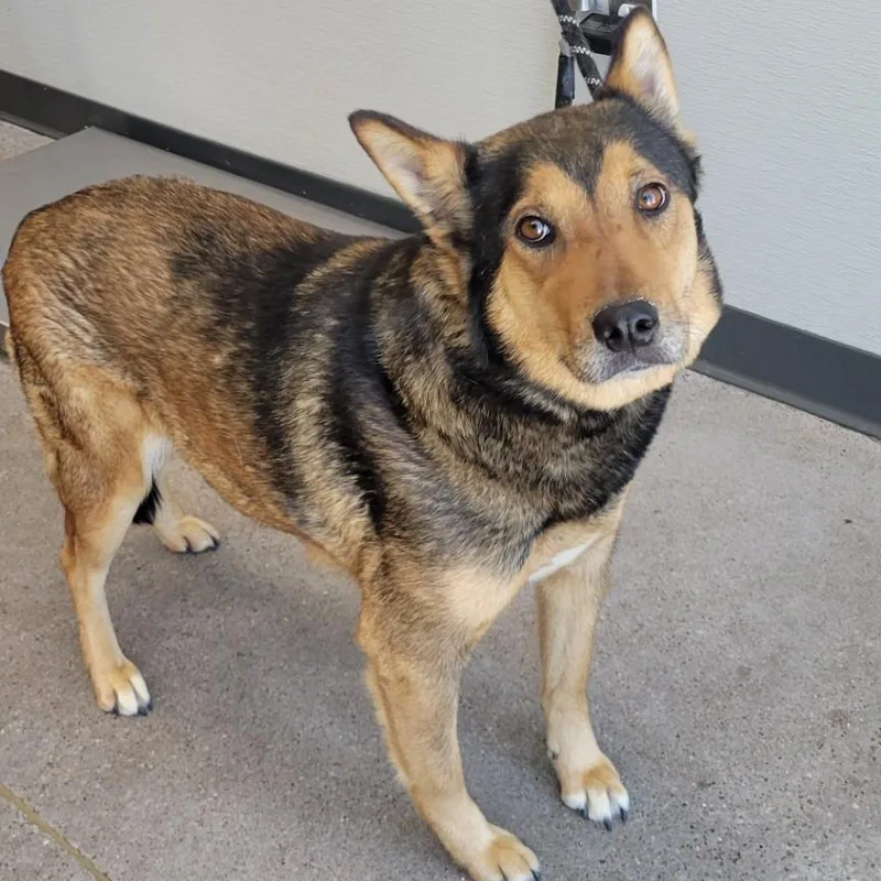 An adult medium-sized female Brown / Chocolate Mixed Breed dog named Maya for adoption in Las Cruces, NM