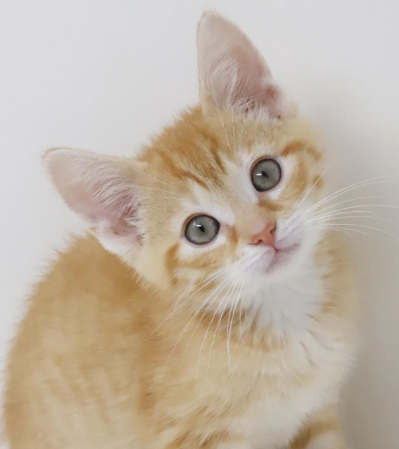 Hippo Is The King thumbnail 2