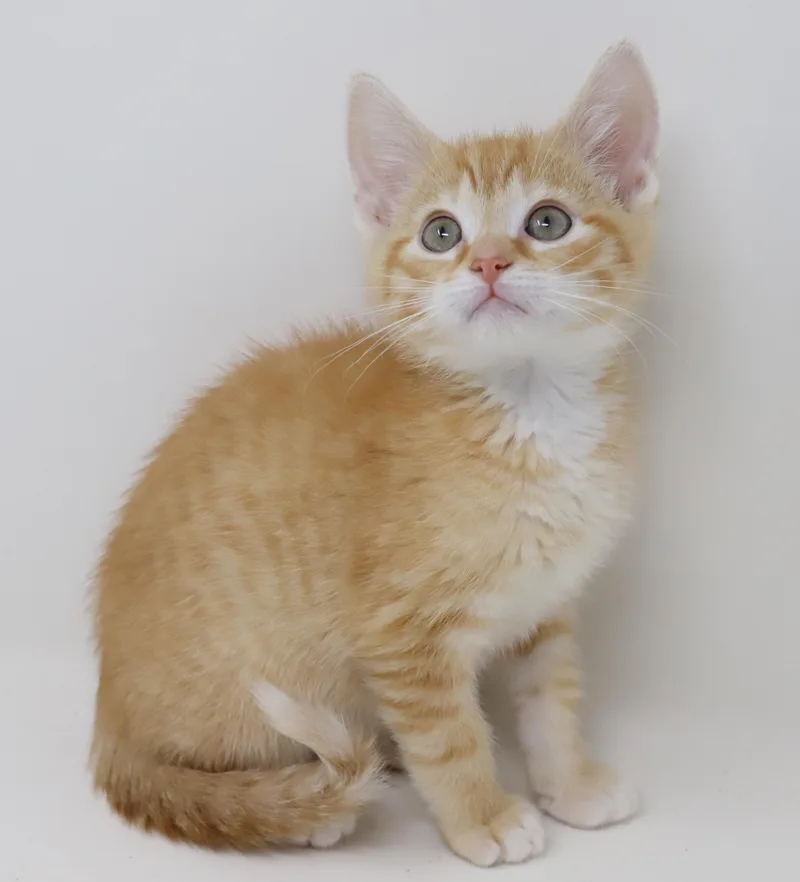 Hippo Is The King thumbnail 3