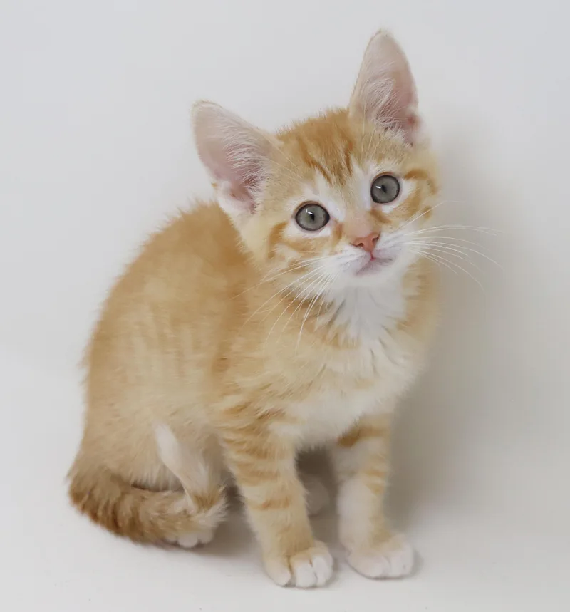 Hippo Is The King thumbnail 4