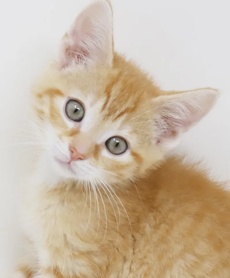 A baby small-sized male Orange / Red Tabby cat named Hippo Is The King for adoption in Bedford Hills, NY