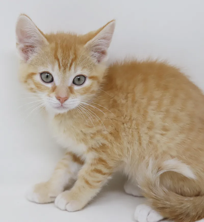 Hippo Is The King thumbnail 5