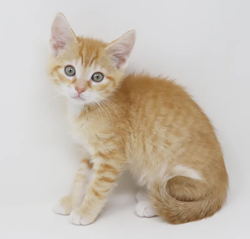 Hippo Is The King thumbnail 6