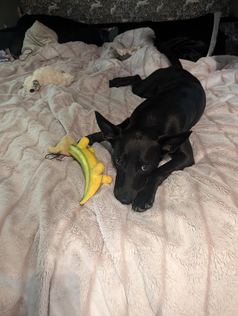 An adult medium-sized male Shepherd dog named Luke for adoption in Winter Park, CO