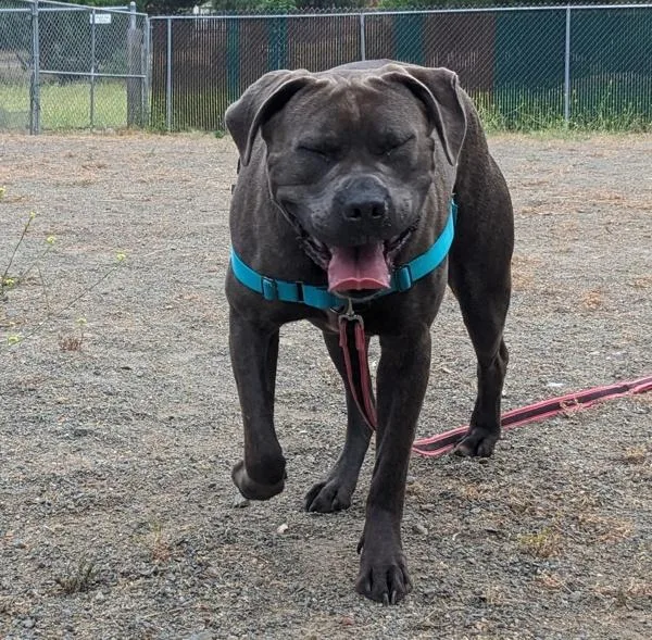 An adult large-sized female Cane Corso dog named Remi for adoption in San Diego, CA