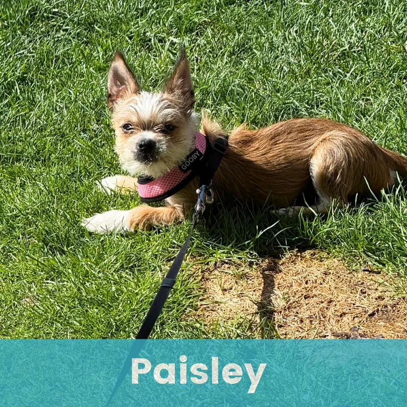 Paisley