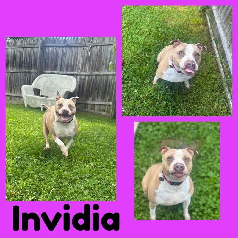 An adult medium-sized female Mixed Breed dog named Invidia for adoption in Springfield, VT