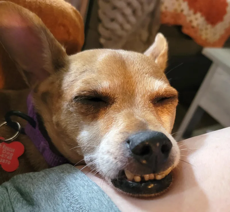 An adult small-sized female Red / Chestnut / Orange Chihuahua dog named Loulee for adoption in Brooklyn, NY
