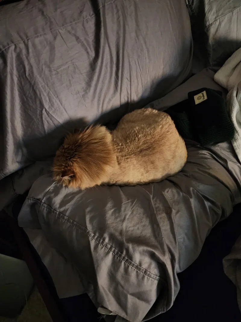 Sugar Bear & Ms thumbnail 2