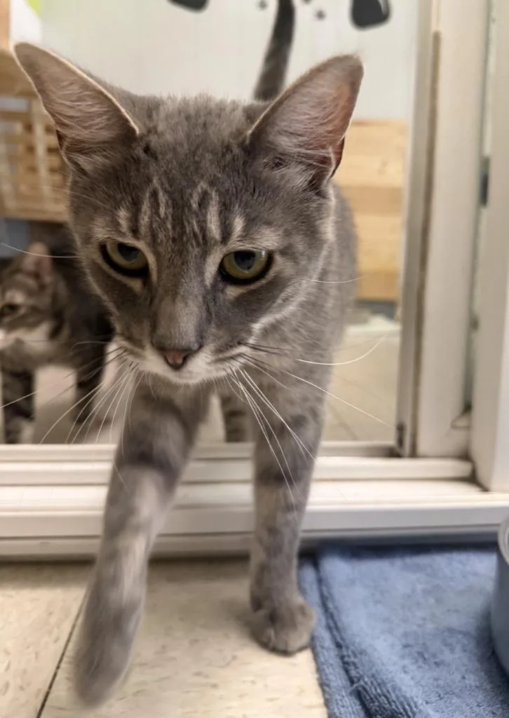 A young small-sized male Domestic Short Hair cat named Little Max for adoption in Lemoore, CA