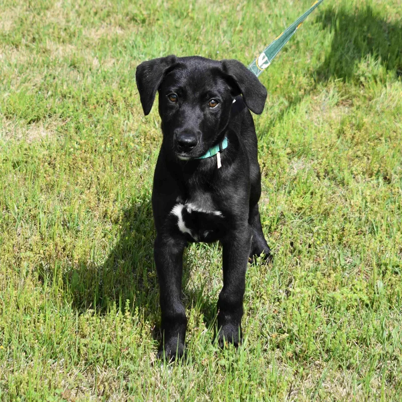 A baby large-sized male Black Labrador Retriever dog named Ringo for adoption in Searcy, AR