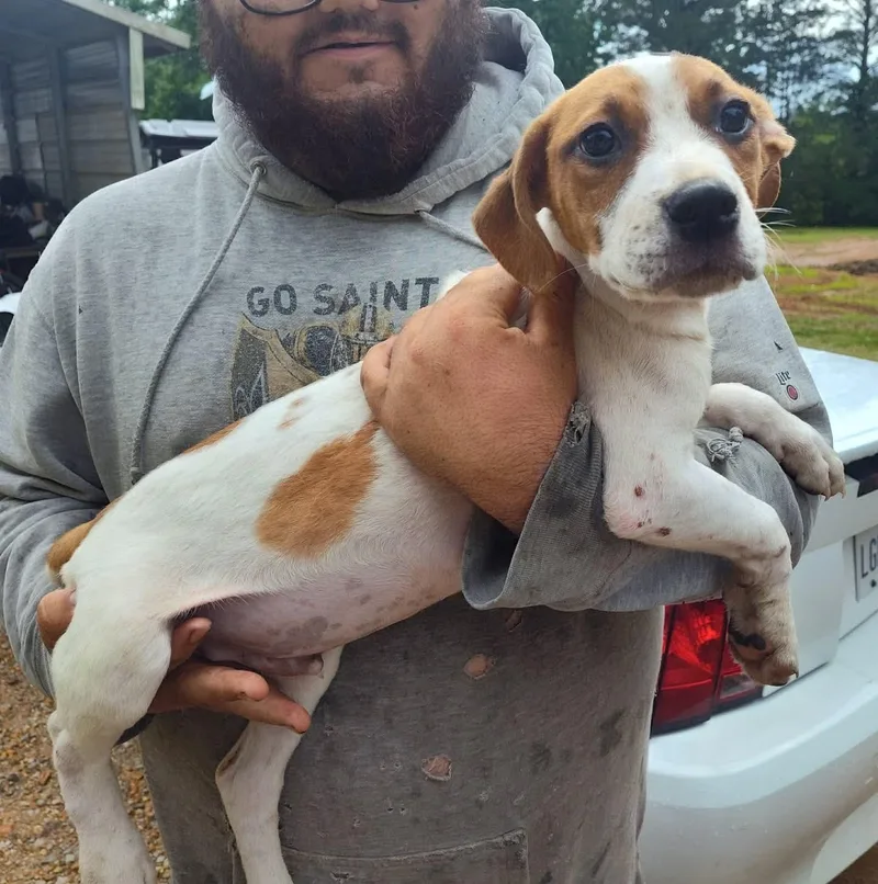 A baby medium-sized male Beagle dog named King for adoption in Danville, VT