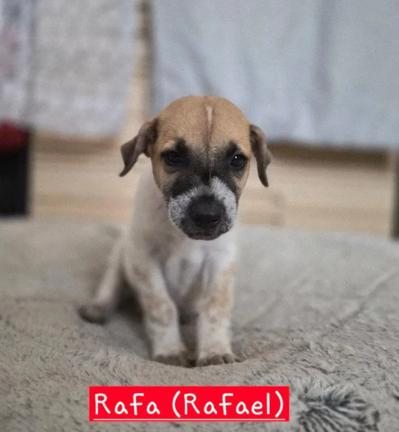 Rafa thumbnail 2