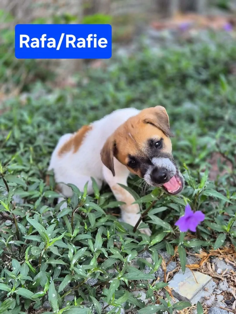 Rafa thumbnail 4