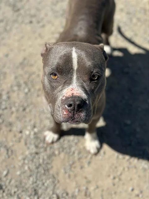 An adult medium-sized female Pit Bull Terrier dog named Linda for adoption in Santa Cruz, CA