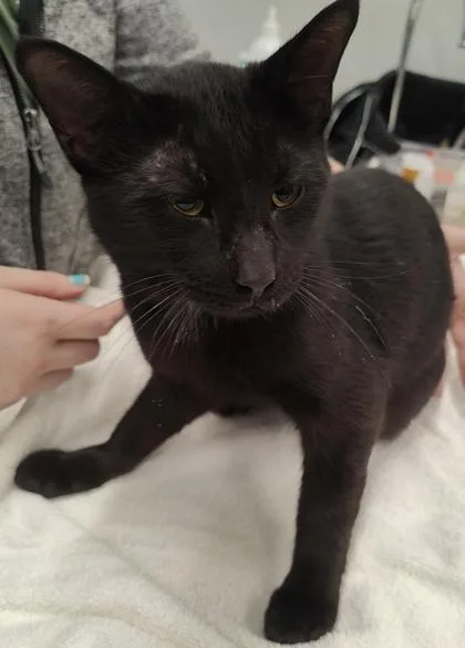 An adult medium-sized male Domestic Short Hair cat named Jag for adoption in Lafayette, IN