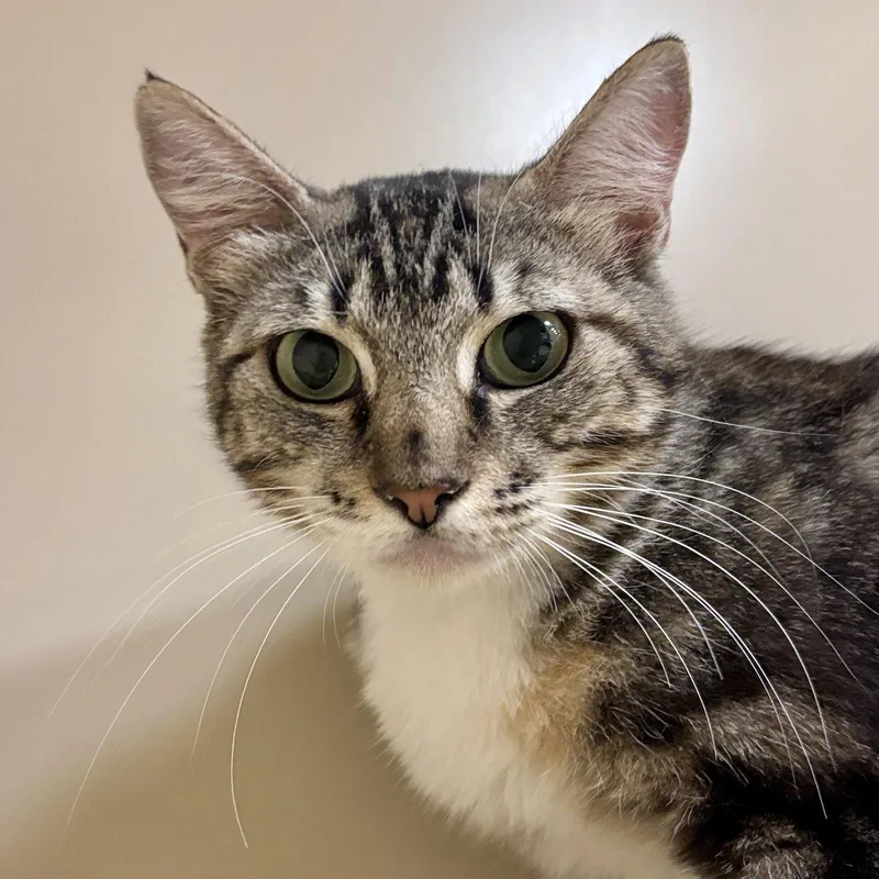 An adult medium-sized female Domestic Short Hair cat named Midori for adoption in Sonora, CA