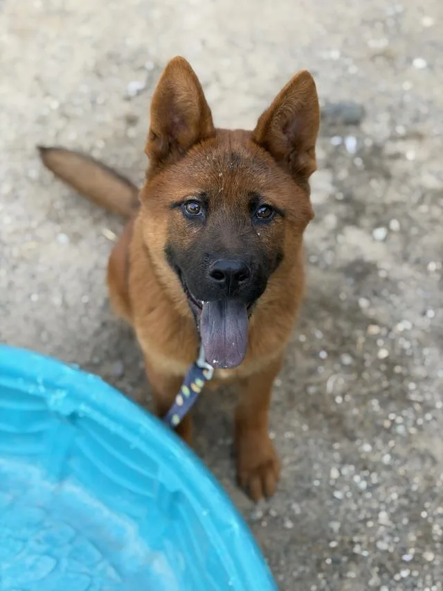 A young large-sized male Chow Chow dog named Isaiah for adoption in Santa Maria, CA