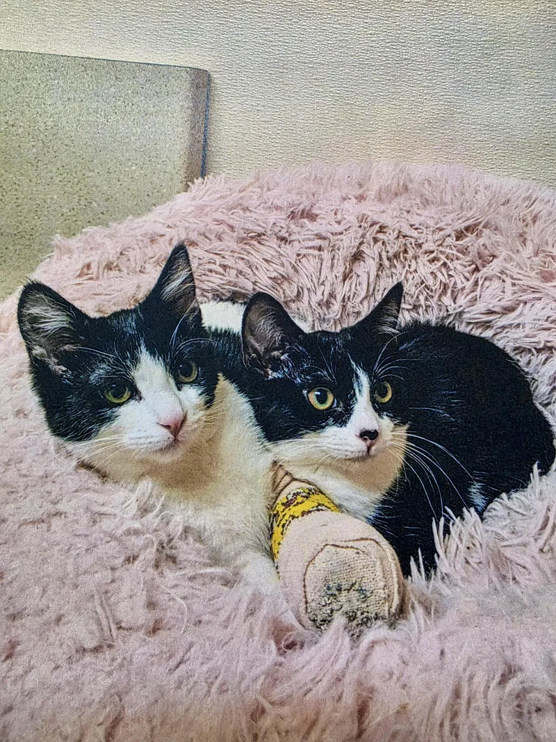 Rocket and Pandy