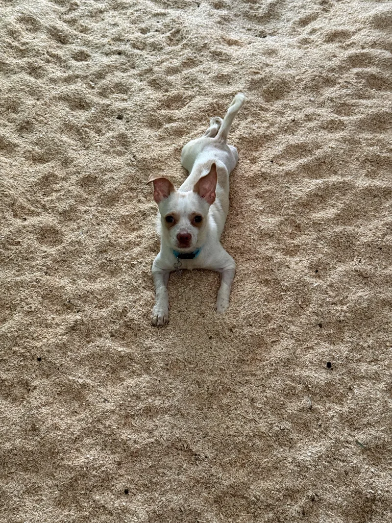 A young small-sized male White / Cream Chihuahua dog named Joey for adoption in Rolling HIlls Estates , CA