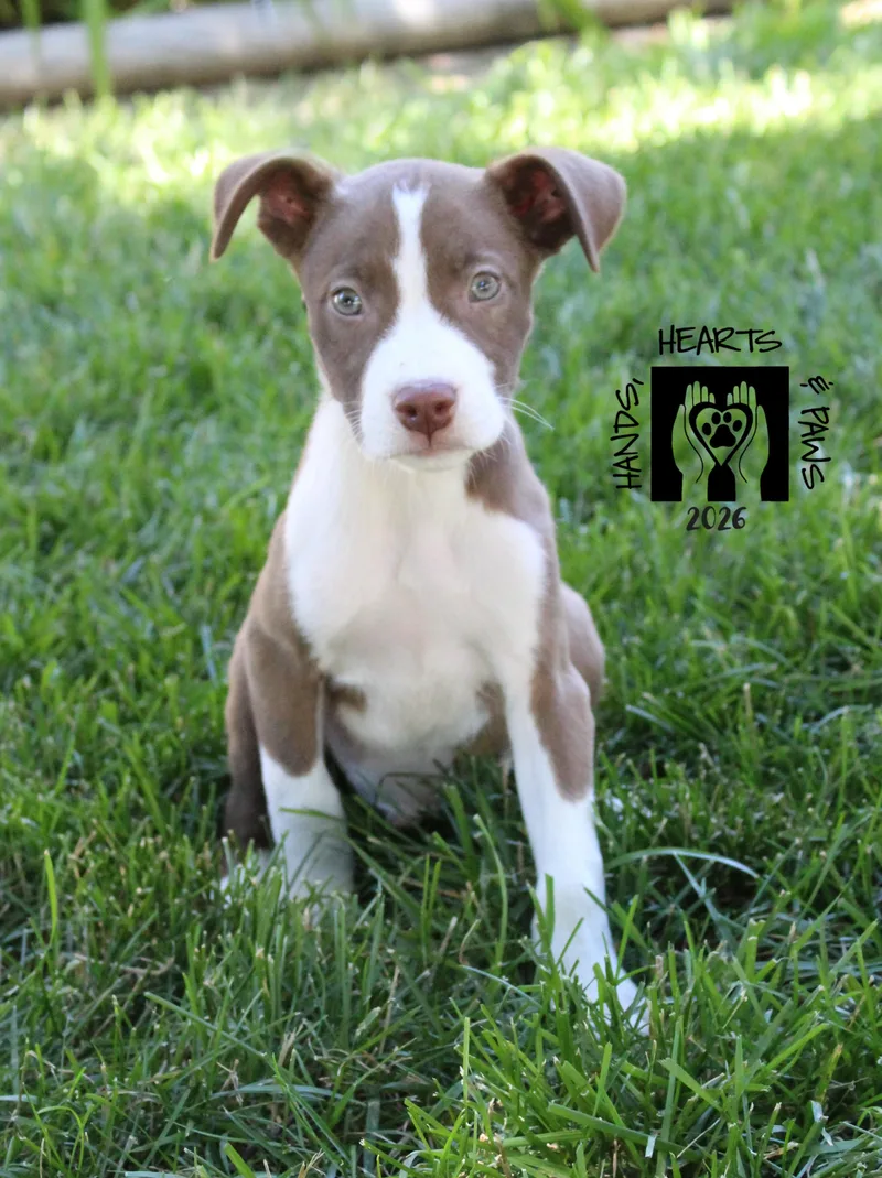 A baby medium-sized male Brown / Chocolate Labrador Retriever dog named Smalls for adoption in Omaha, NE