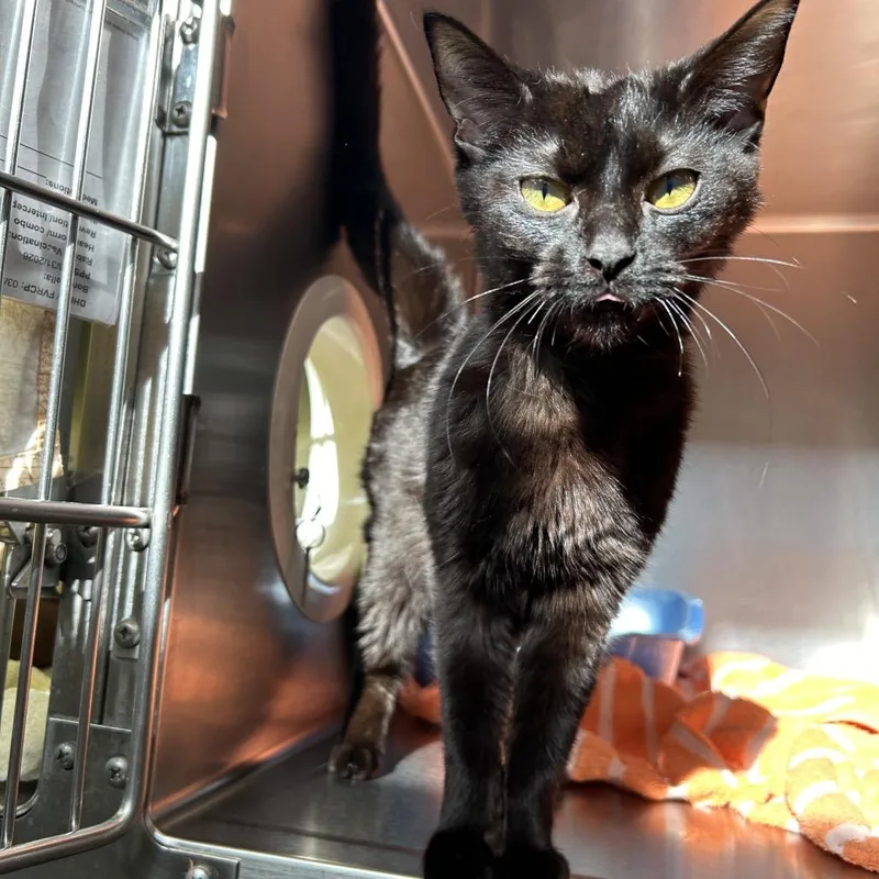 A young medium-sized female Black Domestic Short Hair cat named Georgia for adoption in Bristol, IN