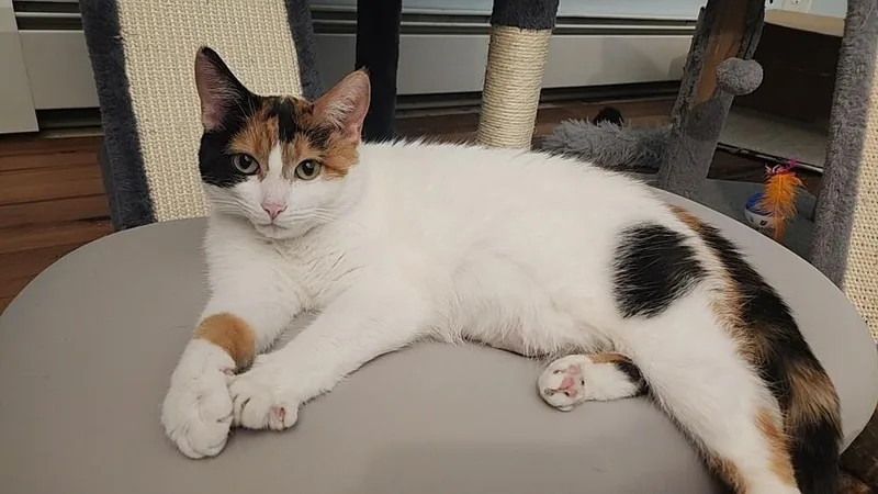 An adult medium-sized female Orange & White Domestic Short Hair cat named Rosy Posey for adoption in Westfield, WI