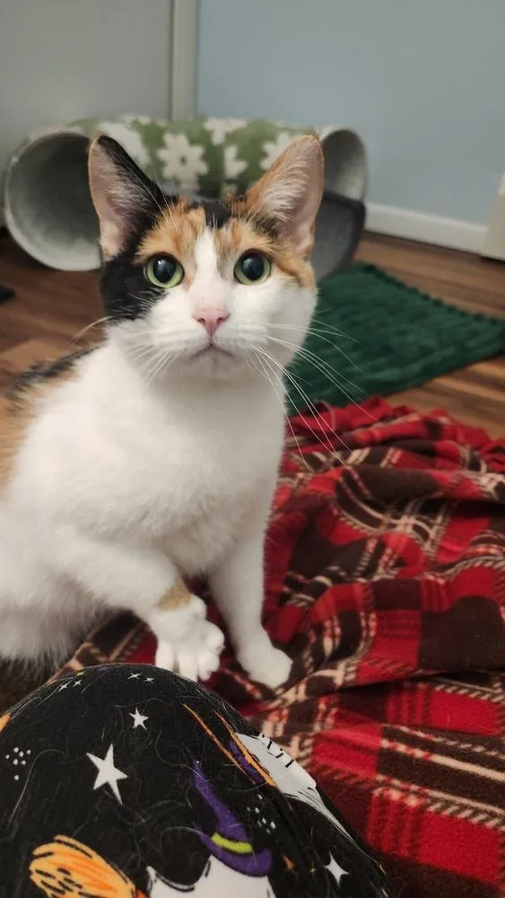 Rosy Posey thumbnail 4