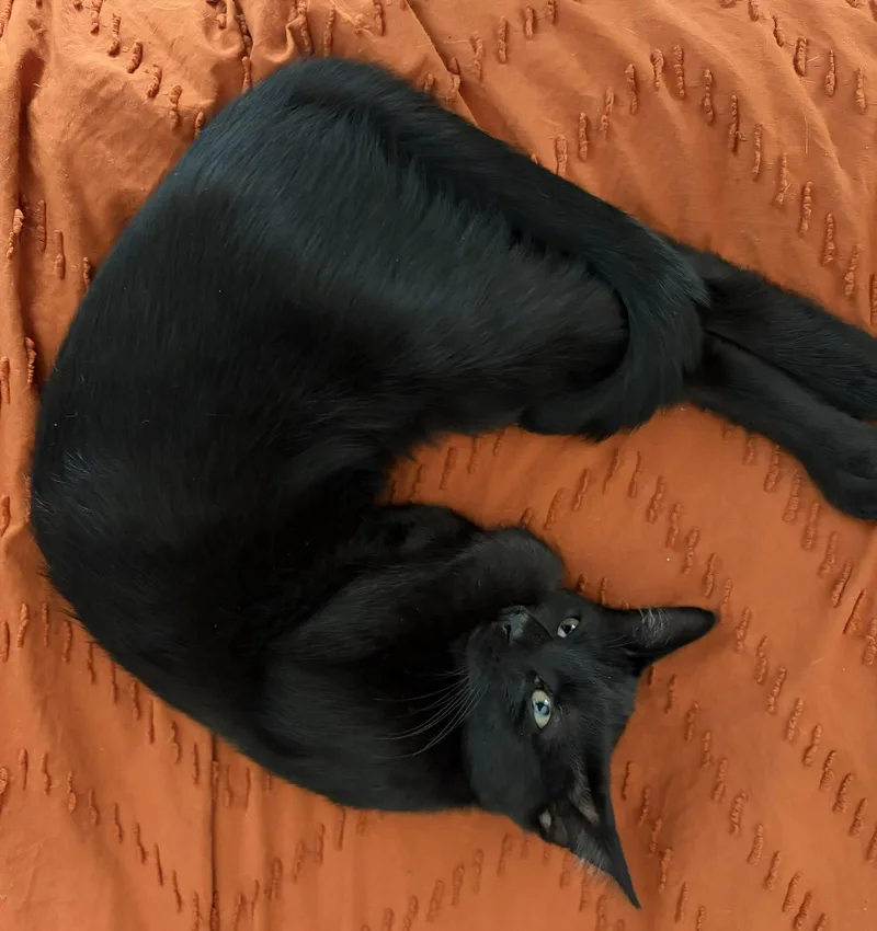 A baby medium-sized female Black Domestic Short Hair cat named Bear Bear for adoption in Naugatuck, CT