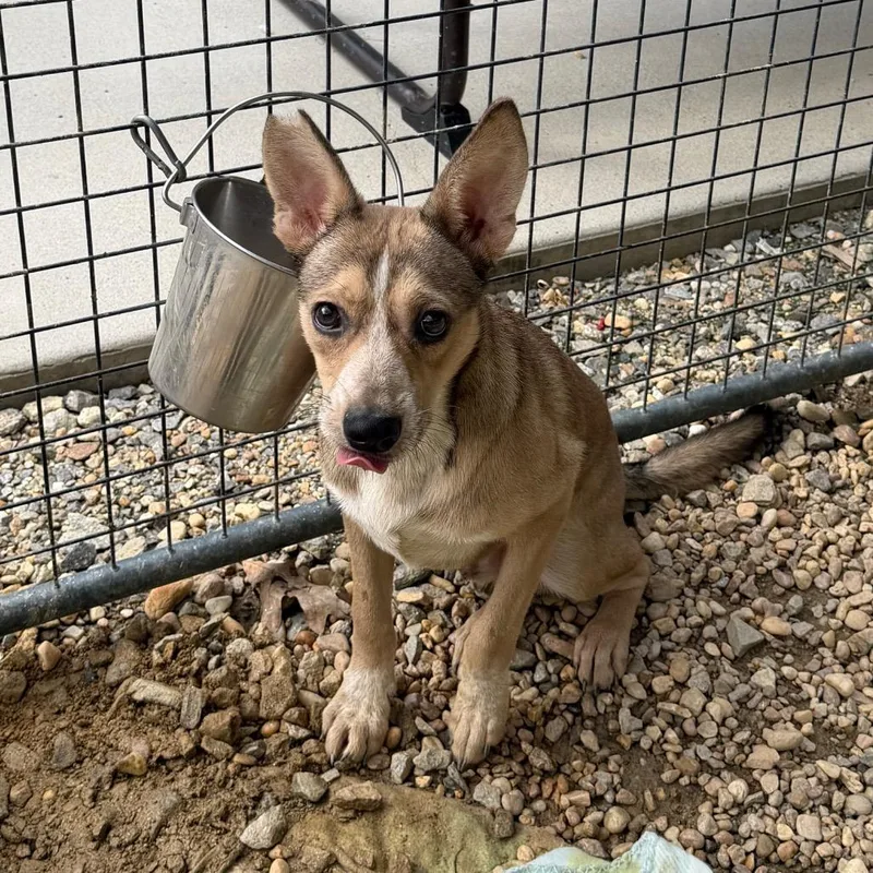 A young medium-sized male Brown / Chocolate Mixed Breed dog named Scar Face for adoption in Blairsville, GA