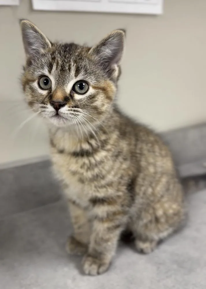 A baby small-sized female Buff & White Domestic Short Hair cat named Georgia for adoption in Bemidji, MN