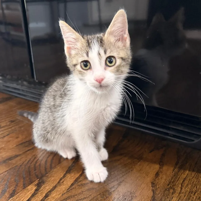A baby small-sized male Gray / Blue / Silver Domestic Short Hair cat named EuroC for adoption in East Saint Louis, IL