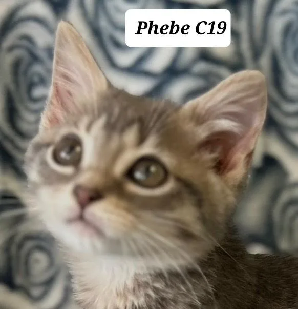 Phebe