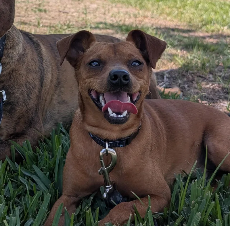A young small-sized male Red / Chestnut / Orange Miniature Pinscher dog named Hugo for adoption in Pinellas Park, FL