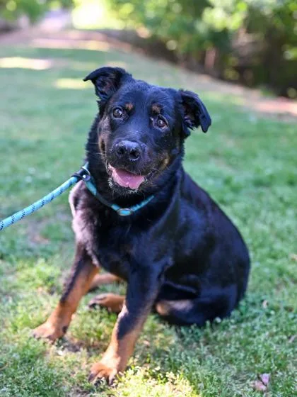 A senior large-sized male Mixed Breed dog named Shakespear for adoption in Chamblee, GA